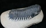 Nicely Preserved Crotalocephalina Trilobite - #14139-3